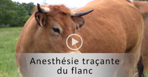 vignette tracante
